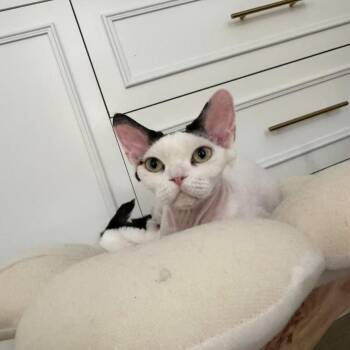 Minnie -  Devon Rex Cat for Adoption in Los Angeles, California - Minnie | PetCurious