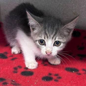 Cube Restful 16 -  Domestic Short Hair Cat for Adoption in Austin, Texas - Cube Restful 16 | PetCurious