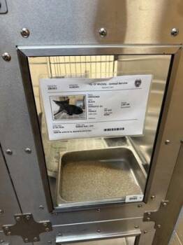 Hold Tight Spider Monkey -  Domestic Short Hair Cat for Adoption in Wichita, Kansas - Hold Tight Spider Monkey | PetCurious