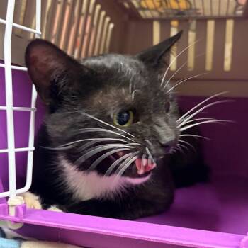 Tux -  Domestic Short Hair Cat for Adoption in Reno, Nevada - Tux | PetCurious
