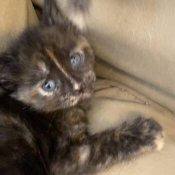 Miriam -  Domestic Short Hair Cat for Adoption in Columbia, Missouri - Miriam | PetCurious