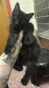 Blur -  Domestic Long Hair Cat for Adoption in Stratham, New Hampshire - Blur | PetCurious