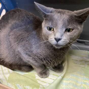 Domestic Short Hair Cats Available for Adoption in Memphis, Tennessee - TYBEE | PetCurious