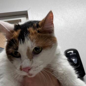 Ally -  Domestic Short Hair Cat for Adoption in Tampa, Florida - Ally | PetCurious