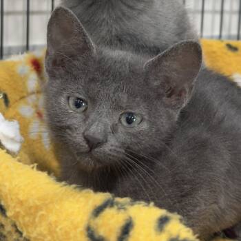 Rescue Domestic Short Hair Cats for Adoption in Bradenton, Florida - Honey | PetCurious