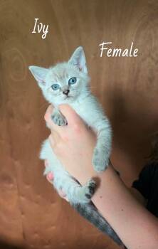 Ivy -  Siamese Cat for Adoption in West Palm Beach, Florida - Ivy | PetCurious