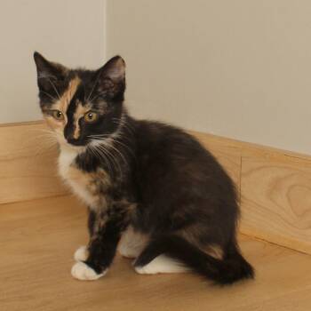 Morgan C70845 -  Domestic Medium Hair Cat for Adoption in Minnetonka, Minnesota - Morgan C70845 | PetCurious