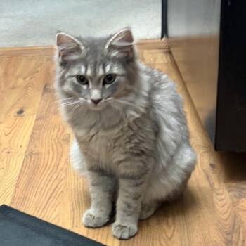 Sophie -  Domestic Long Hair Cat for Adoption in Mokena, Illinois - Sophie | PetCurious
