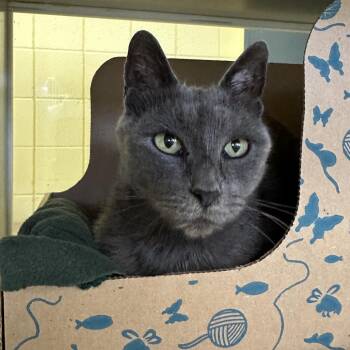 Lingcod -  Domestic Short Hair Cat for Adoption in West Olive, Michigan - Lingcod | PetCurious