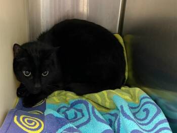 Domestic Short Hair Cats Available for Adoption in Colorado Springs, Colorado - LASZLO | PetCurious