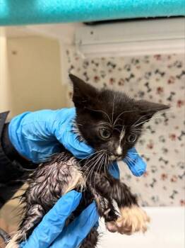 DARLA -  Domestic Short Hair Cat for Adoption in Riverside, California - DARLA | PetCurious