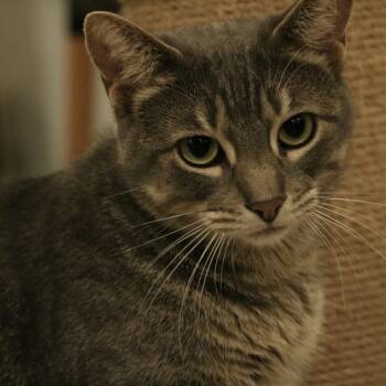 Babygirl -  Domestic Short Hair Cat for Adoption in Santa Fe, New Mexico - Babygirl | PetCurious