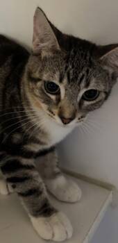 Eliana -  Domestic Short Hair Cat for Adoption in Phoenix, Arizona - Eliana | PetCurious