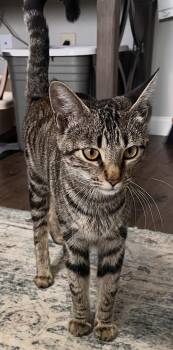 Knox S. -  Domestic Short Hair Cat for Adoption in Frisco, Texas - Knox S. | PetCurious