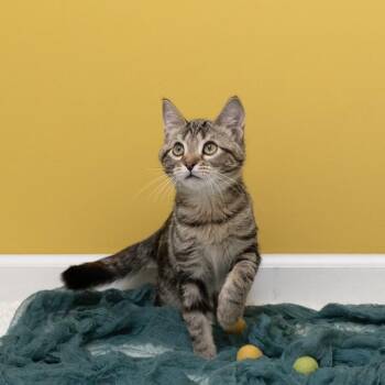 Sprout -  Domestic Short Hair Cat for Adoption in Pekin, Illinois - Sprout | PetCurious