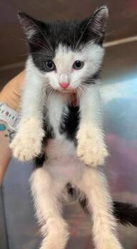 Mojo -  Domestic Short Hair Cat for Adoption in Lampasas, Texas - Mojo | PetCurious