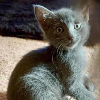 Gordon Ramsey -  Russian Blue Cat for Adoption in Fort Payne, Alabama - Gordon Ramsey | PetCurious