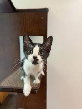Frosch -  Domestic Medium Hair and Domestic Short Hair Cat for Adoption in North Miami Beach, Florida - Frosch | PetCurious