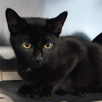 Sleepy -  Devon Rex and Domestic Short Hair Cat for Adoption in Georgetown, Ohio - Sleepy | PetCurious