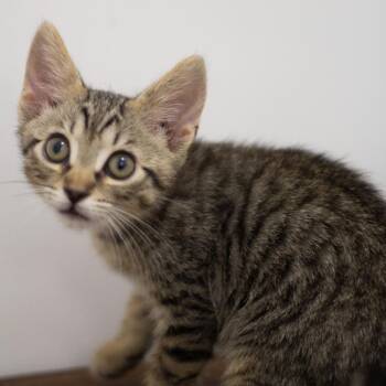 Orion -  Domestic Short Hair Cat for Adoption in Cumming, Georgia - Orion | PetCurious