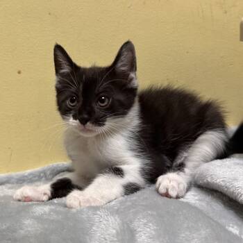 Rescue Domestic Short Hair Cats for Adoption in Mount Vernon, Indiana - Chucky | PetCurious