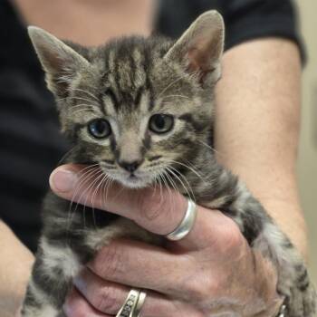 Nate -  Domestic Short Hair Cat for Adoption in Wickenburg, Arizona - Nate | PetCurious