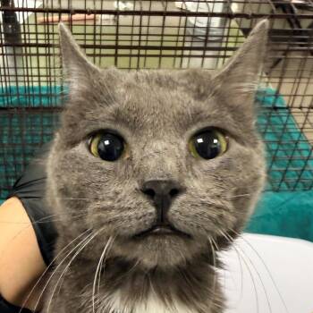 Domestic Short Hair Cats Available for Adoption in Las Cruces, New Mexico - Leah | PetCurious