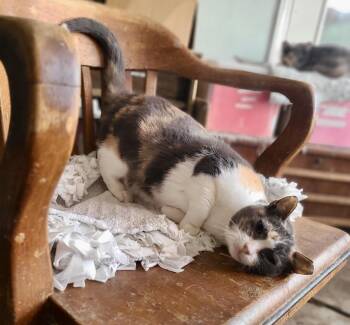 Calico Jane -  American Shorthair Cat for Adoption in Mission Viejo, California - Calico Jane | PetCurious