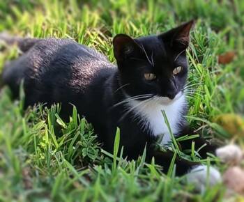 Rescue Domestic Short Hair Cats for Adoption in Ocean Springs, Mississippi - Socks | PetCurious