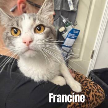 Francine *Meet me at Plymouth Petsmart* -  Domestic Short Hair Cat for Adoption in Buffalo, Minnesota - Francine *Meet Me At Plymouth Petsmart* | PetCurious