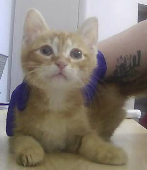 Colby Jack -  Domestic Short Hair Cat for Adoption in Dayton, Minnesota - Colby Jack | PetCurious