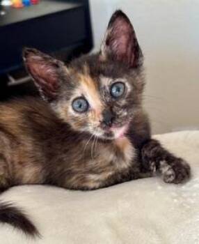 PRINCESS LEAH -  Domestic Short Hair Cat for Adoption in Camarillo, California - PRINCESS LEAH | PetCurious