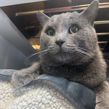 Corduroy -  Domestic Short Hair Cat for Adoption in Park City, Utah - Corduroy | PetCurious