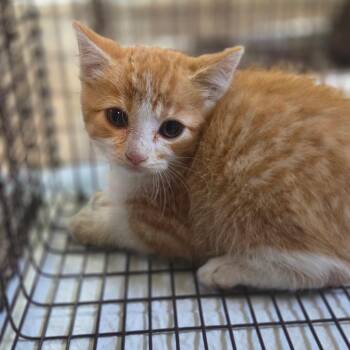 Gixxer -  Domestic Short Hair Cat for Adoption in Lexington, Kentucky - Gixxer | PetCurious