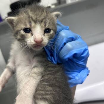 Toro -  Domestic Short Hair Cat for Adoption in Summerville, South Carolina - Toro | PetCurious