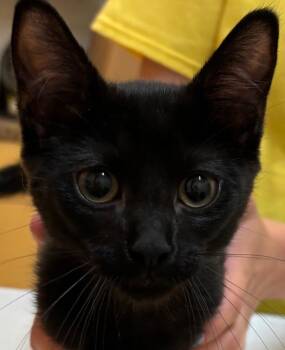 BOOTSIE -  Domestic Short Hair Cat for Adoption in Elizabethton, Tennessee - BOOTSIE | PetCurious