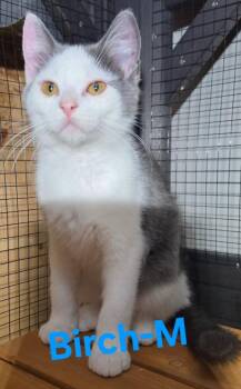 Birch -  Domestic Short Hair Cat for Adoption in Cloquet, Minnesota - Birch | PetCurious