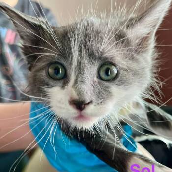 Sol -  Domestic Short Hair Cat for Adoption in Lakewood, Colorado - Sol | PetCurious