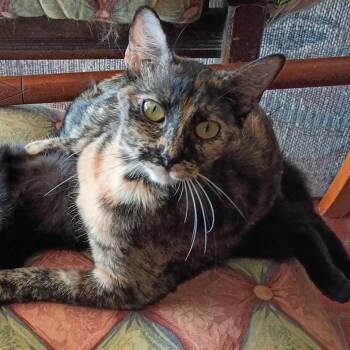 Smokey -  Domestic Short Hair Cat for Adoption in Bedford, New Hampshire - Smokey | PetCurious