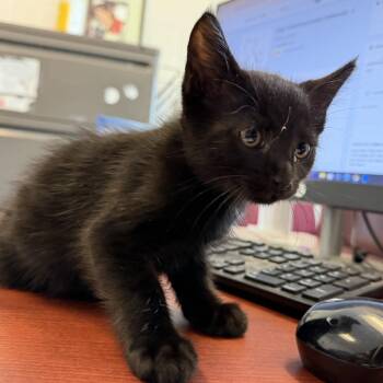 BOGO -  Domestic Short Hair Cat for Adoption in Gloucester, Virginia - BOGO | PetCurious