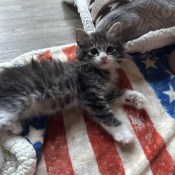 Limu -  Domestic Medium Hair Cat for Adoption in Priest River, Idaho - Limu | PetCurious