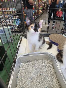 Domestic Short Hair Cats Available for Adoption in Maitland, Florida - Victoria  | PetCurious