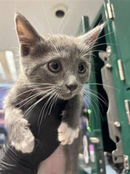 Domestic Short Hair Cats Available for Adoption in El Paso, Texas - Meowsicle | PetCurious