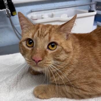 Rescue Domestic Short Hair Cats for Adoption in Ridgely, Maryland - Murphy | PetCurious