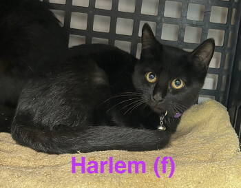 Rescue Domestic Short Hair Cats for Adoption in Saugerties, New York - Harlem | PetCurious