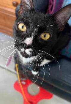Flame and Raindrop -  Tuxedo and Domestic Short Hair Cat for Adoption in Walnut Creek, California - Flame And Raindrop | PetCurious