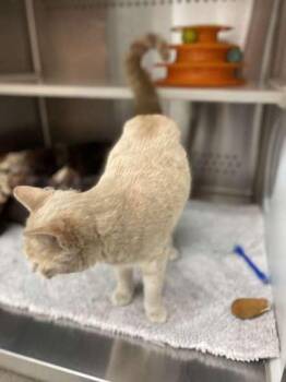 Domestic Short Hair Cats Available for Adoption in Fergus Falls, Minnesota - Pooh | PetCurious