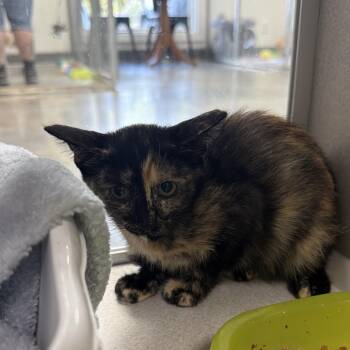 8-131 Lydia -  Domestic Short Hair Cat for Adoption in Starkville, Mississippi - 8-131 Lydia | PetCurious