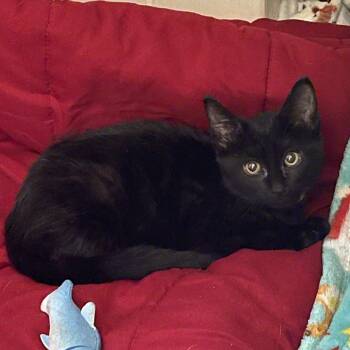 Rescue Domestic Short Hair Cats for Adoption in Minneapolis, Minnesota - Binx | PetCurious