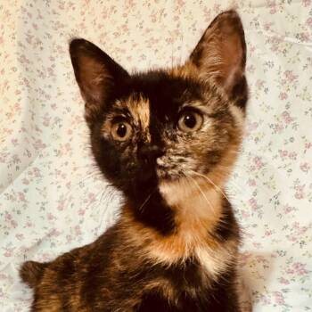 Ziggy -  Domestic Short Hair Cat for Adoption in Pleasanton, California - Ziggy | PetCurious